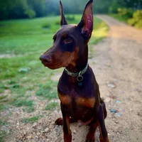 Expecting 91% Euro litter, a  Doberman Pinscher for sale in Beasley, TX – Photo 8 of 10