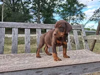 Mr. Black 91% Euro , a male Doberman Pinscher for sale in Beasley, TX – Photo 3 of 9