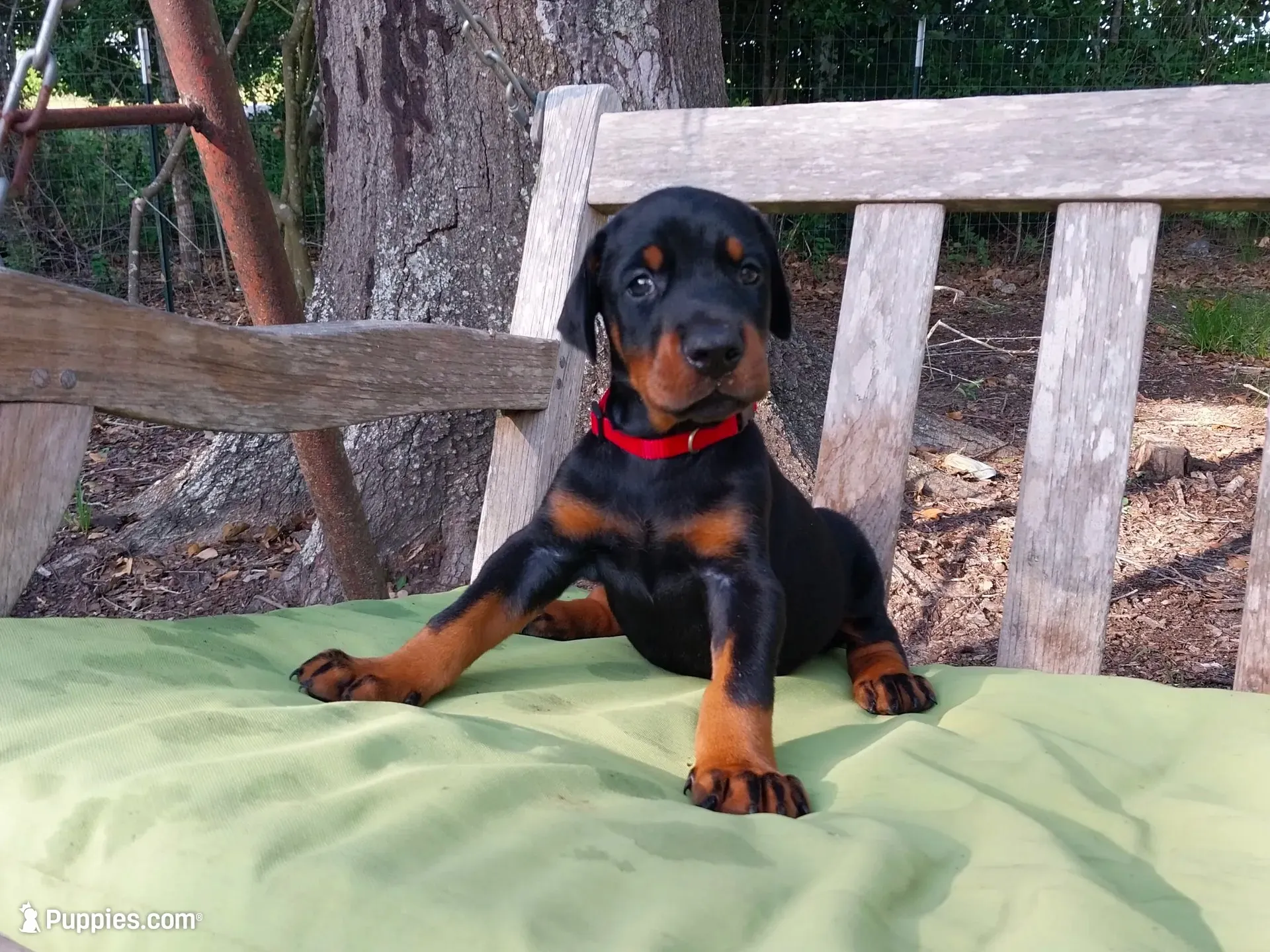 96% Euro litter, a  Doberman Pinscher for sale in Beasley, TX – 10 of 10