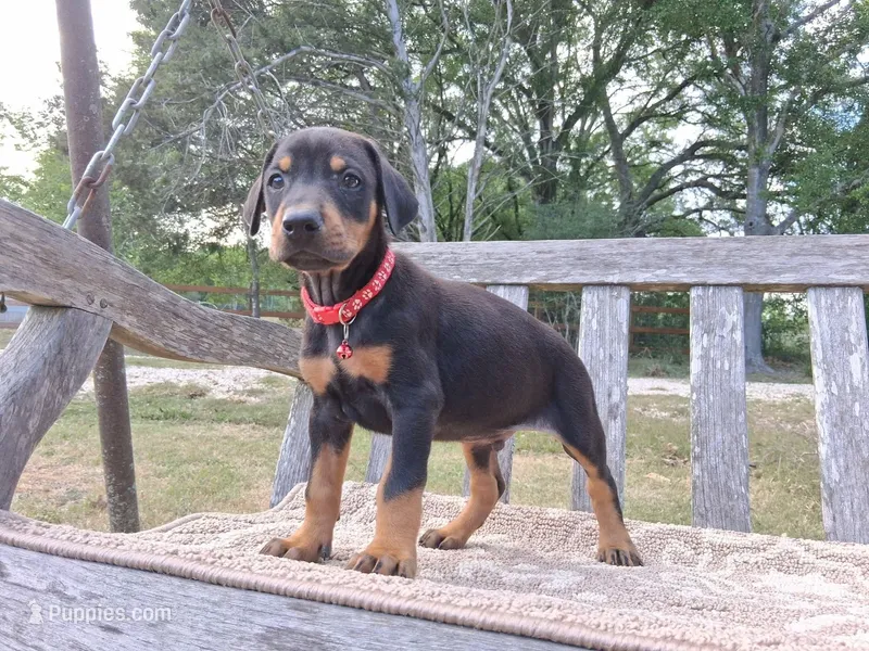 Mr Red 91% Euro – Doberman Pinscher puppy for sale in Beasley, TX