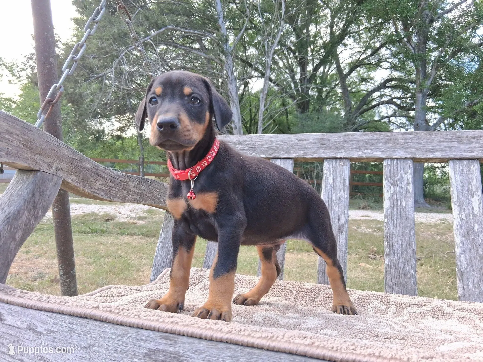 Mr Red 91% Euro, a male Doberman Pinscher for sale in Beasley, TX – Photo 1 of 8