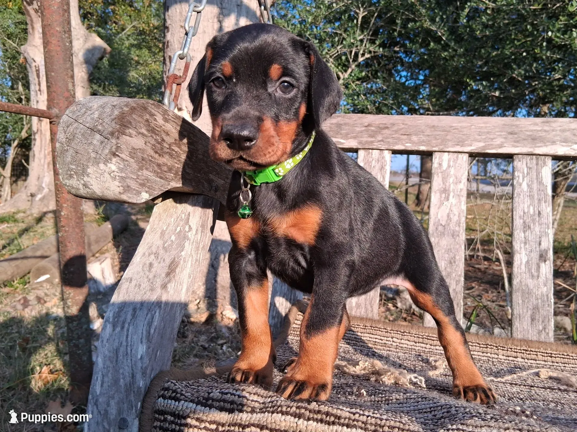 96% Euro litter, a  Doberman Pinscher for sale in Beasley, TX – 8 of 10