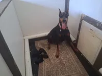 92% European pup, a male Doberman Pinscher for sale in Beasley, TX – 7 of 10