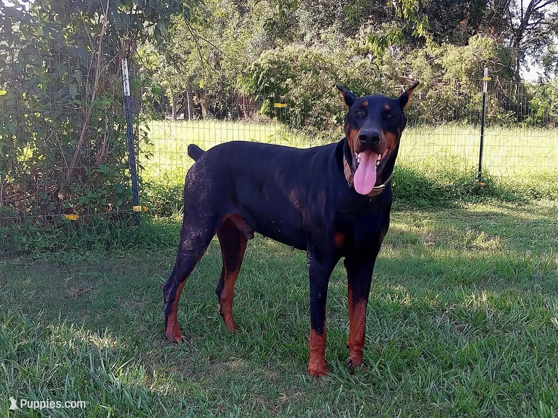 Miss Yellow 91% Euro, a female Doberman Pinscher for sale in Beasley, TX – 8 of 8