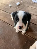 Tom, a male French Bulldog and Border Collie for sale in Campo, CO – Photo 2 of 3