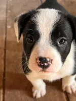Tom, a male French Bulldog and Border Collie for sale in Campo, CO – Photo 1 of 3