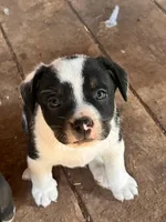 Julia, a female French Bulldog and Border Collie for sale in Campo, CO – Photo 2 of 3
