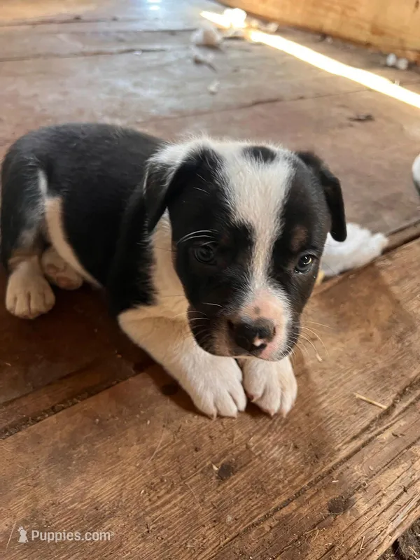 Julia – French Bulldog, Border Collie puppy for sale in Campo, CO