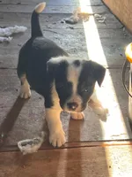 Julia, a female French Bulldog and Border Collie for sale in Campo, CO – Photo 3 of 3