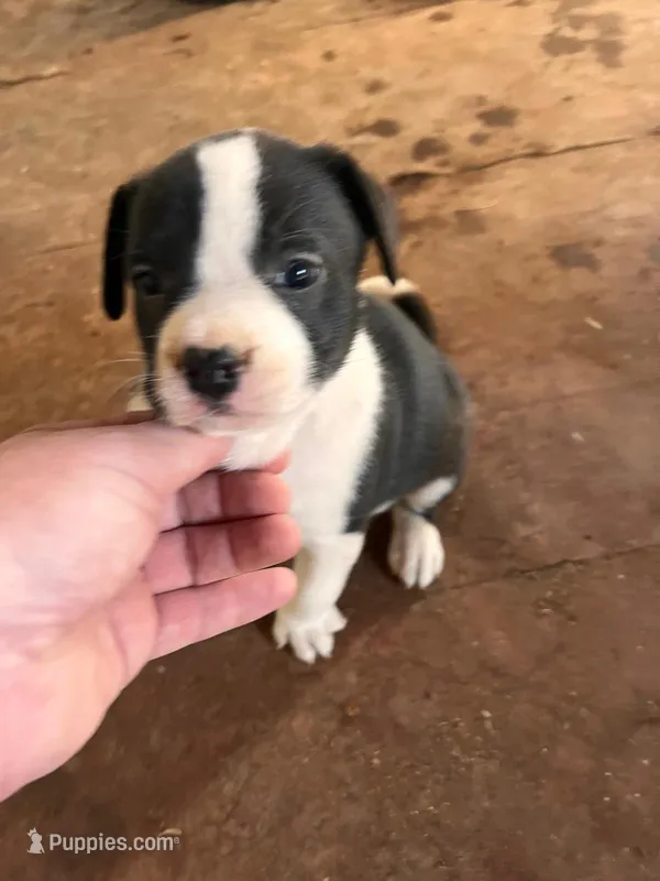 Tom – French Bulldog, Border Collie puppy for sale in Campo, CO