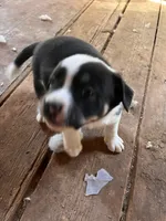 Tom, a male French Bulldog and Border Collie for sale in Campo, CO – Photo 2 of 2