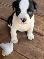Hank, a female French Bulldog and Border Collie for sale in Campo, CO – Photo 1 of 3