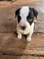 Hank, a female French Bulldog and Border Collie for sale in Campo, CO – Photo 2 of 3