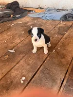 Hank, a female French Bulldog and Border Collie for sale in Campo, CO – Photo 3 of 3