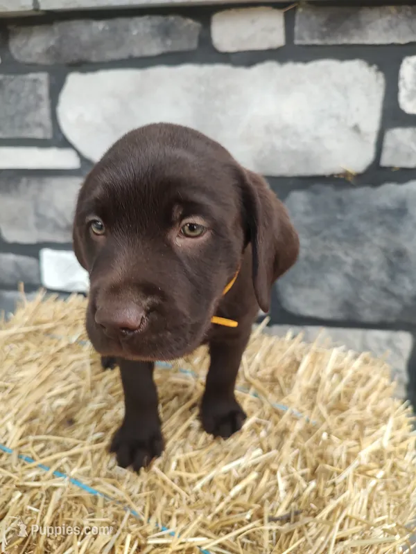 Moose – Labrador Retriever puppy for sale in Stevens, PA