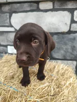 Moose, a male Labrador Retriever for sale in Stevens, PA – 1 of 4