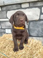 Moose, a male Labrador Retriever for sale in Stevens, PA – 3 of 4