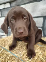 Rocket, a male Labrador Retriever for sale in Stevens, PA – 2 of 3