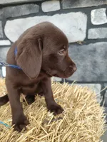 Romper, a male Labrador Retriever for sale in Stevens, PA – 2 of 3