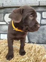 Moose, a male Labrador Retriever for sale in Stevens, PA – 2 of 4