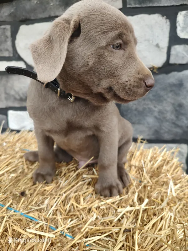 Everest – Labrador Retriever puppy for sale in Stevens, PA