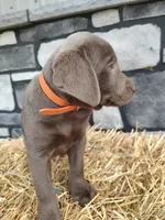 Buddy, a male Labrador Retriever for sale in Stevens, PA – 4 of 5