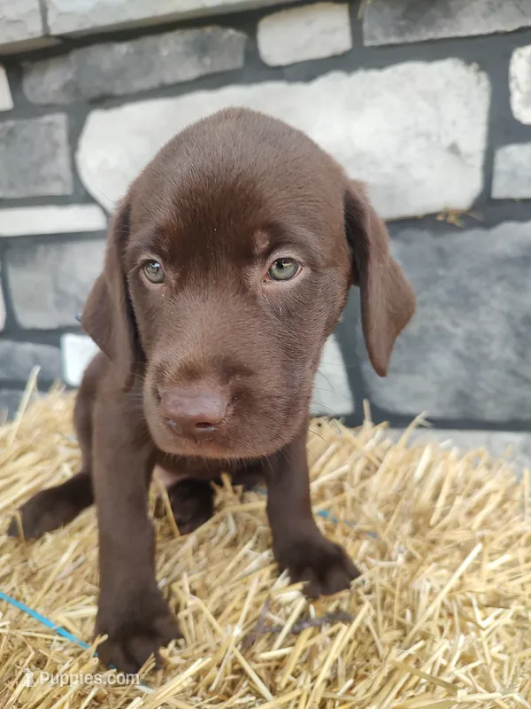 Romper – Labrador Retriever puppy for sale in Stevens, PA