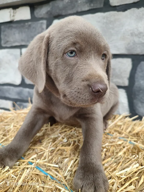 Smasher – Labrador Retriever puppy for sale in Stevens, PA