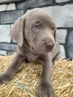 Smasher, a male Labrador Retriever for sale in Stevens, PA – 1 of 3