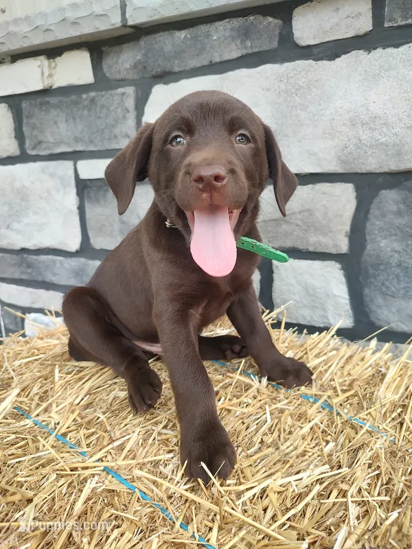 Rascal – Labrador Retriever puppy for sale in Stevens, PA