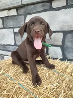 Rascal, a male Labrador Retriever for sale in Stevens, PA – 1 of 3