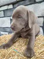 Smasher, a male Labrador Retriever for sale in Stevens, PA – 2 of 3