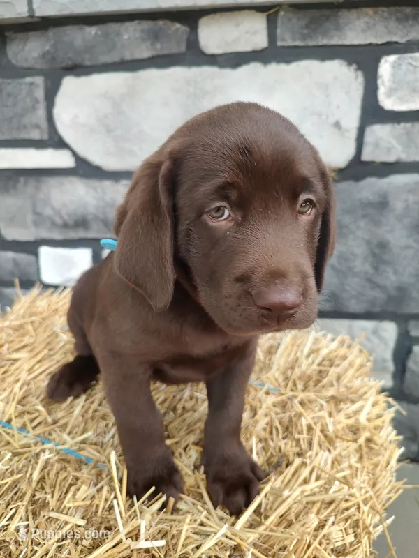 Rocket – Labrador Retriever puppy for sale in Stevens, PA