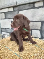 Rascal, a male Labrador Retriever for sale in Stevens, PA – 2 of 3