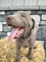 Everest, a male Labrador Retriever for sale in Stevens, PA – 2 of 4