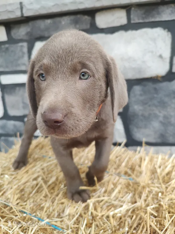 Buddy – Labrador Retriever puppy for sale in Stevens, PA