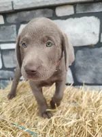 Buddy, a male Labrador Retriever for sale in Stevens, PA – 1 of 5