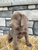Buddy, a male Labrador Retriever for sale in Stevens, PA – 2 of 5