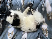 Ying Yang, a male Peek-A-Pom for sale in Saint Augustine, FL – 2 of 10
