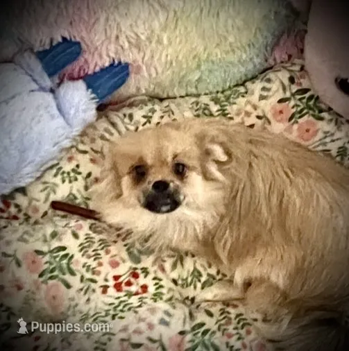 Princess Penelope – Peek-A-Pom puppy for sale in Saint Augustine, FL