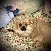 Princess Penelope, a female Peek-A-Pom for sale in Saint Augustine, FL – 1 of 9