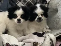 Pudge, a male Peek-A-Pom for sale in Saint Augustine, FL – Photo 5 of 5