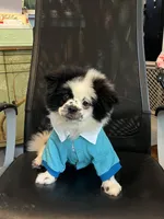 Pudge, a male Peek-A-Pom for sale in Saint Augustine, FL – Photo 1 of 5