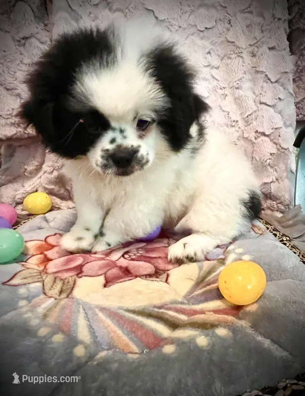 Pudge – Peek-A-Pom puppy for sale in Saint Augustine, FL