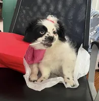 Ambassador Snorgles, a male Peek-A-Pom for sale in Saint Augustine, FL – 1 of 6