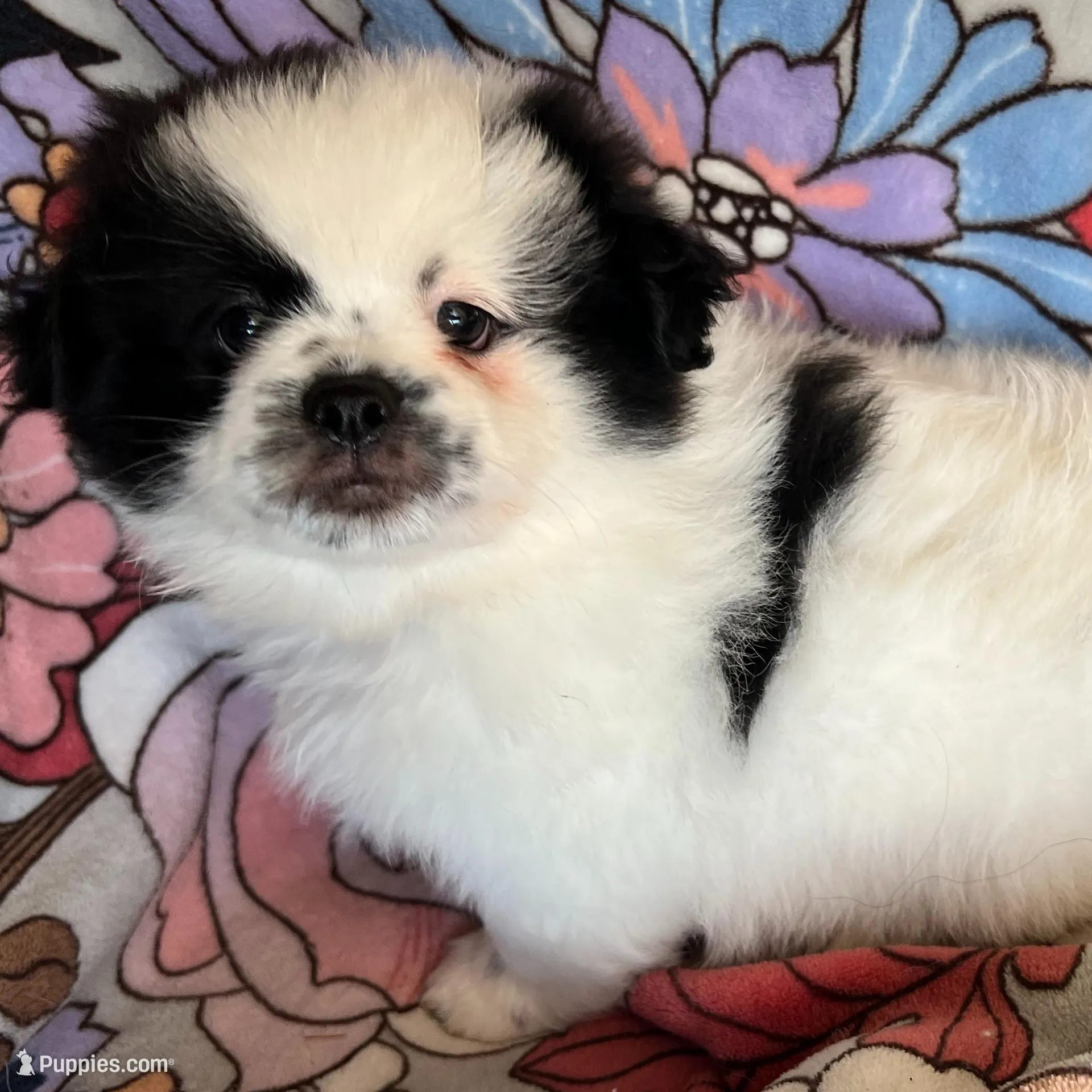 Pudge – Peek-A-Pom puppy for sale in Saint Augustine, FL