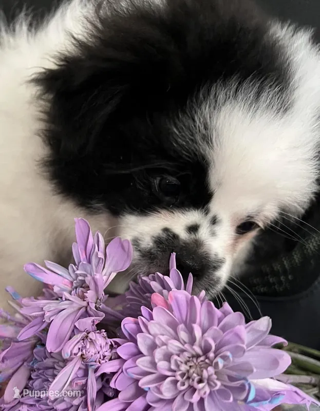 Pudge – Peek-A-Pom puppy for sale in Saint Augustine, FL