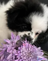 Pudge, a male Peek-A-Pom for sale in Saint Augustine, FL – Photo 2 of 5