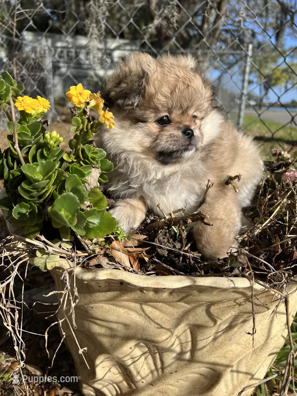 Coco Puff – Peek-A-Pom puppy for sale in Saint Augustine, FL