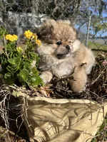 Coco Puff, a male Peek-A-Pom for sale in Saint Augustine, FL – Photo 1 of 3